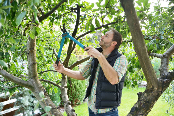 Best Hedge Trimming  in USA